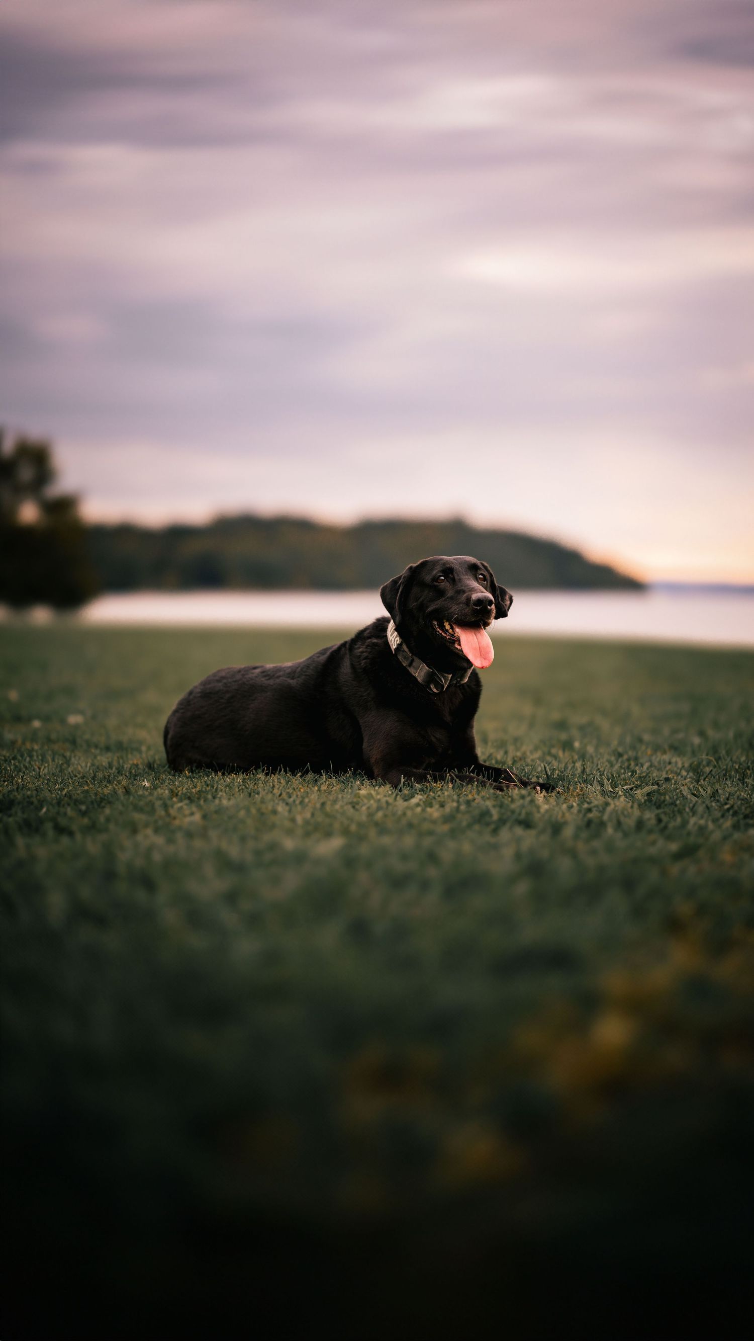 Black dog resting on grassy hill at sunset against moody sky.