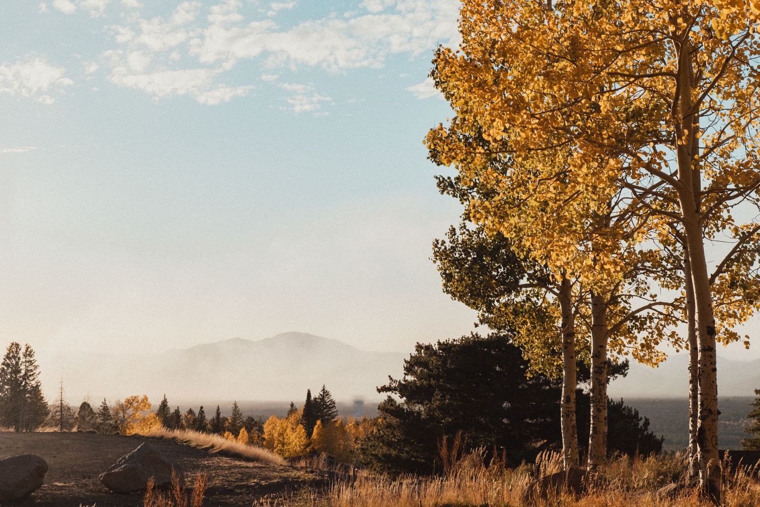 Golden aspen trees line a mountain road during autumn with distant peaks and blue sky in the background.
