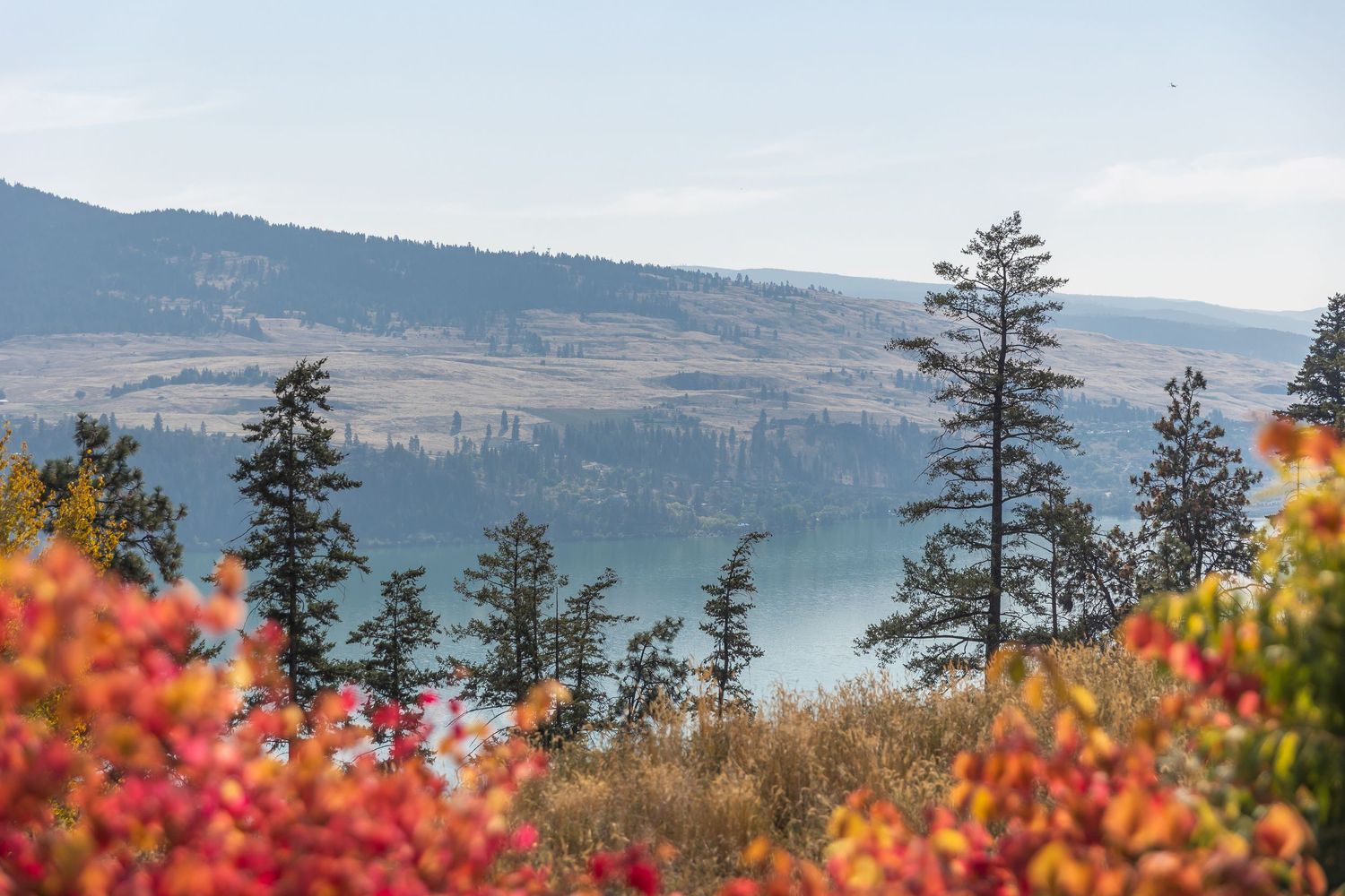 Panoramic view of Okanagan Lake and mountains through vibrant red autumn flowers in the foreground.