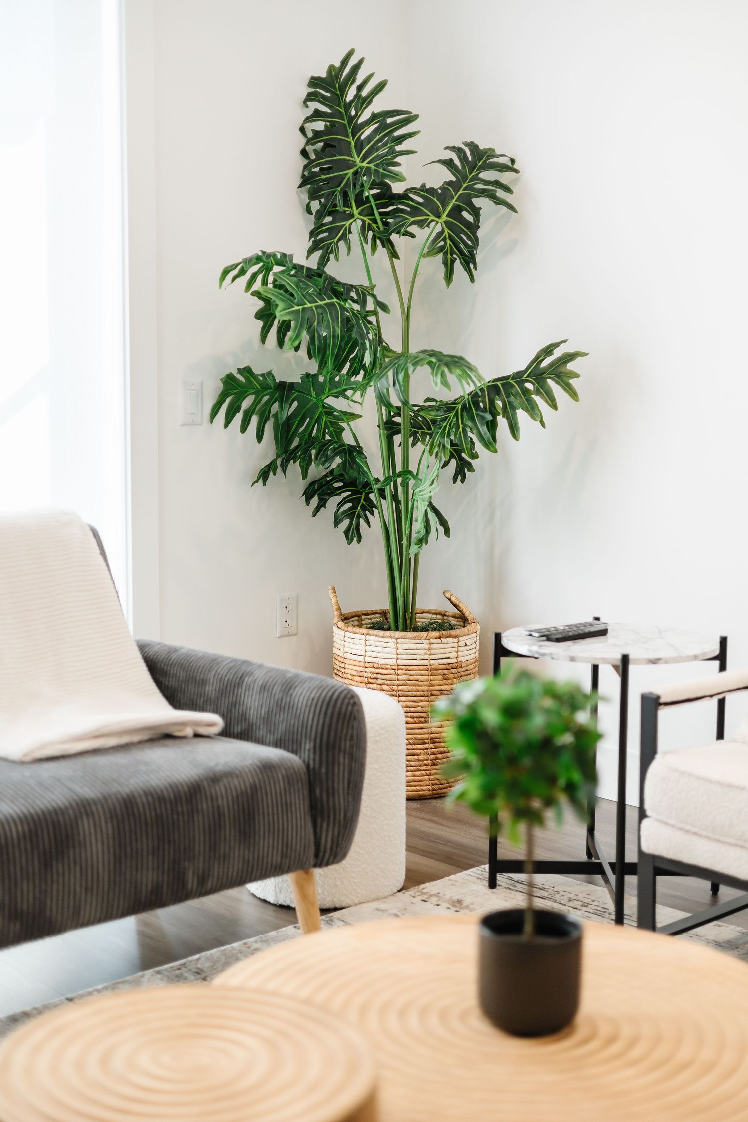 Tall green palm plant in woven basket next to grey couch and wooden coffee table.