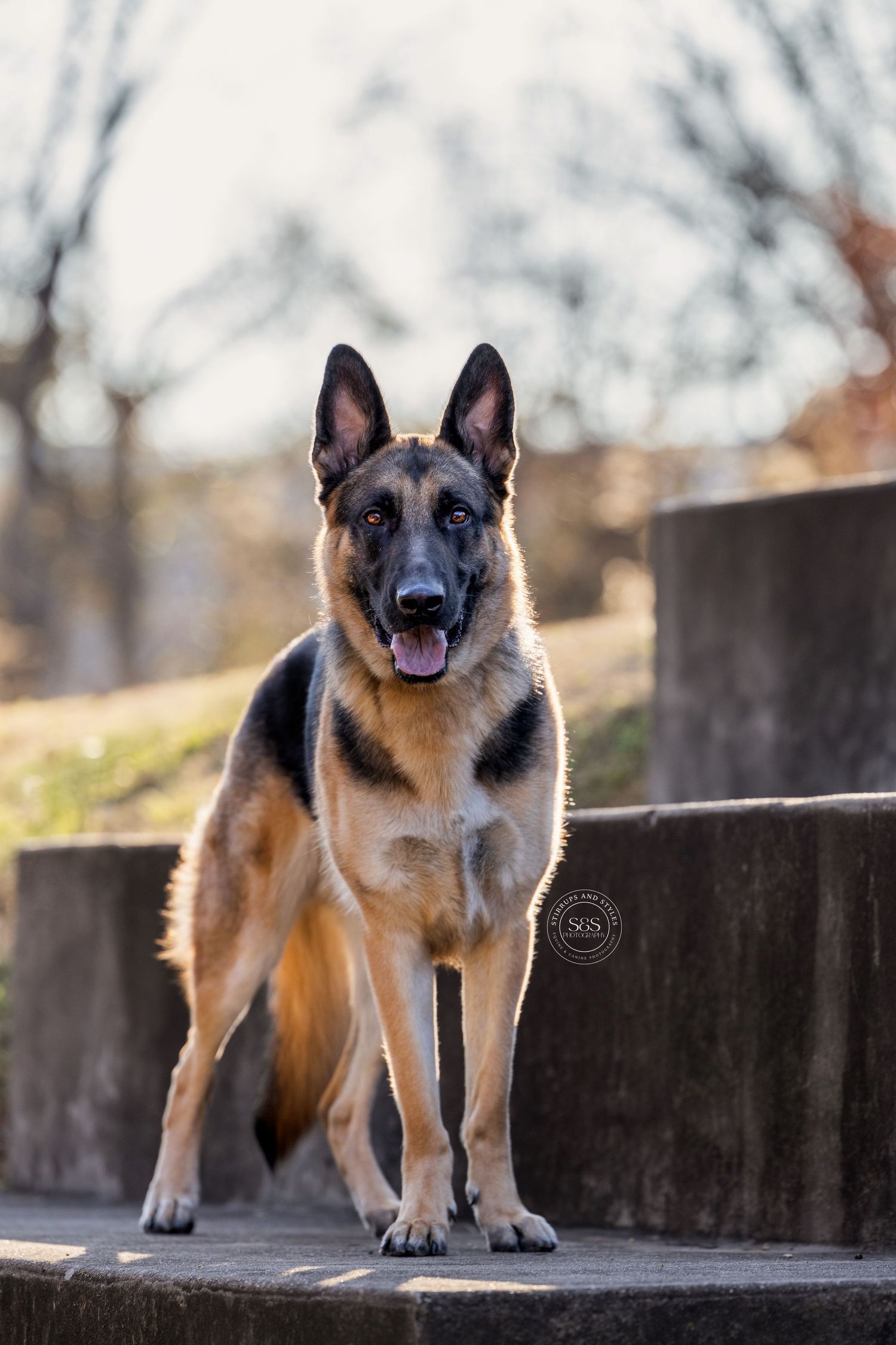 German Shepherd dog with perked ears standing confidently on outdoor steps.