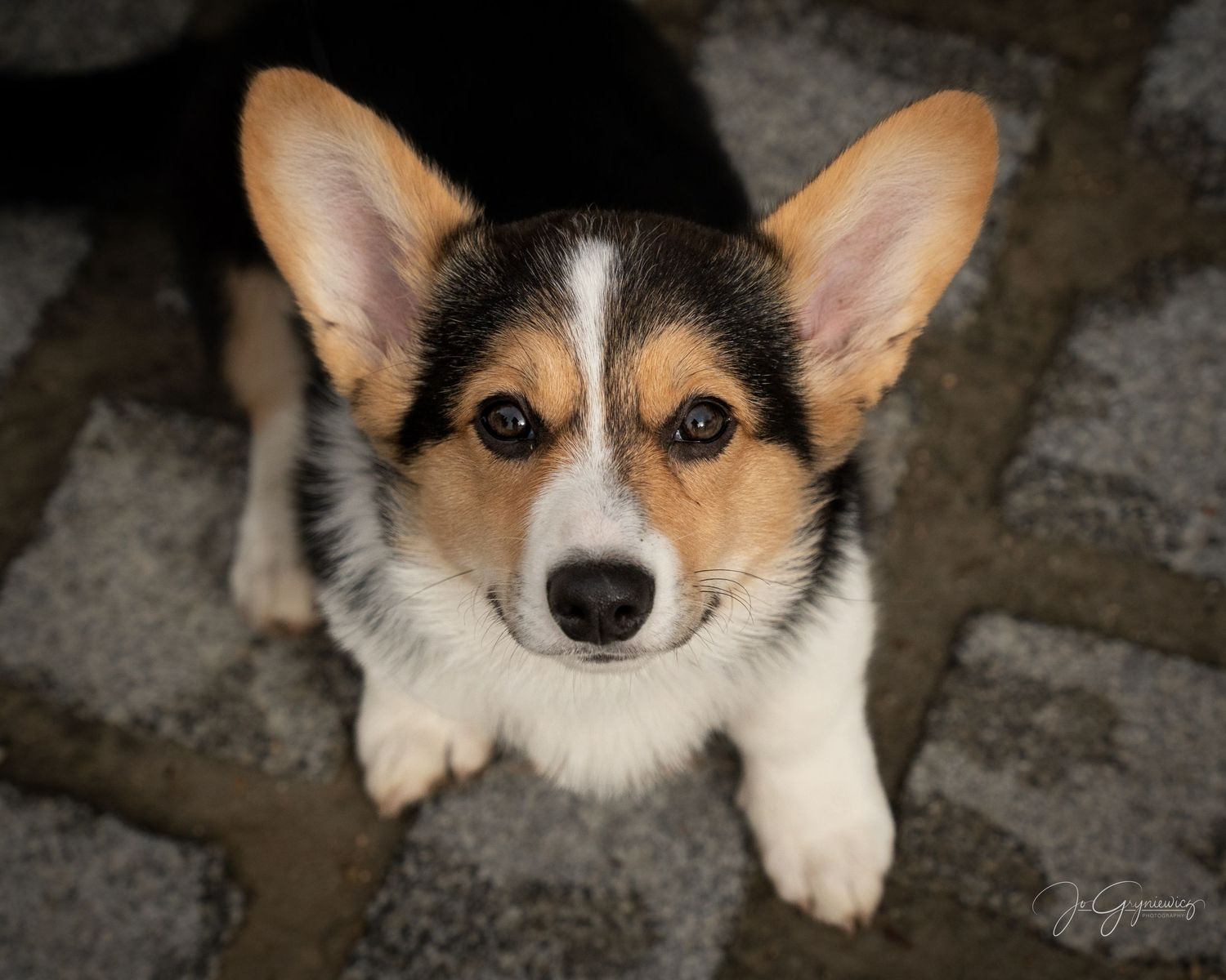 Dog portrait