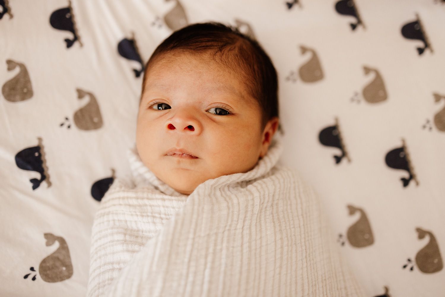 Bay Area Newborn Photographer Cindy Tucey photographs swaddled newborn baby in Campbell