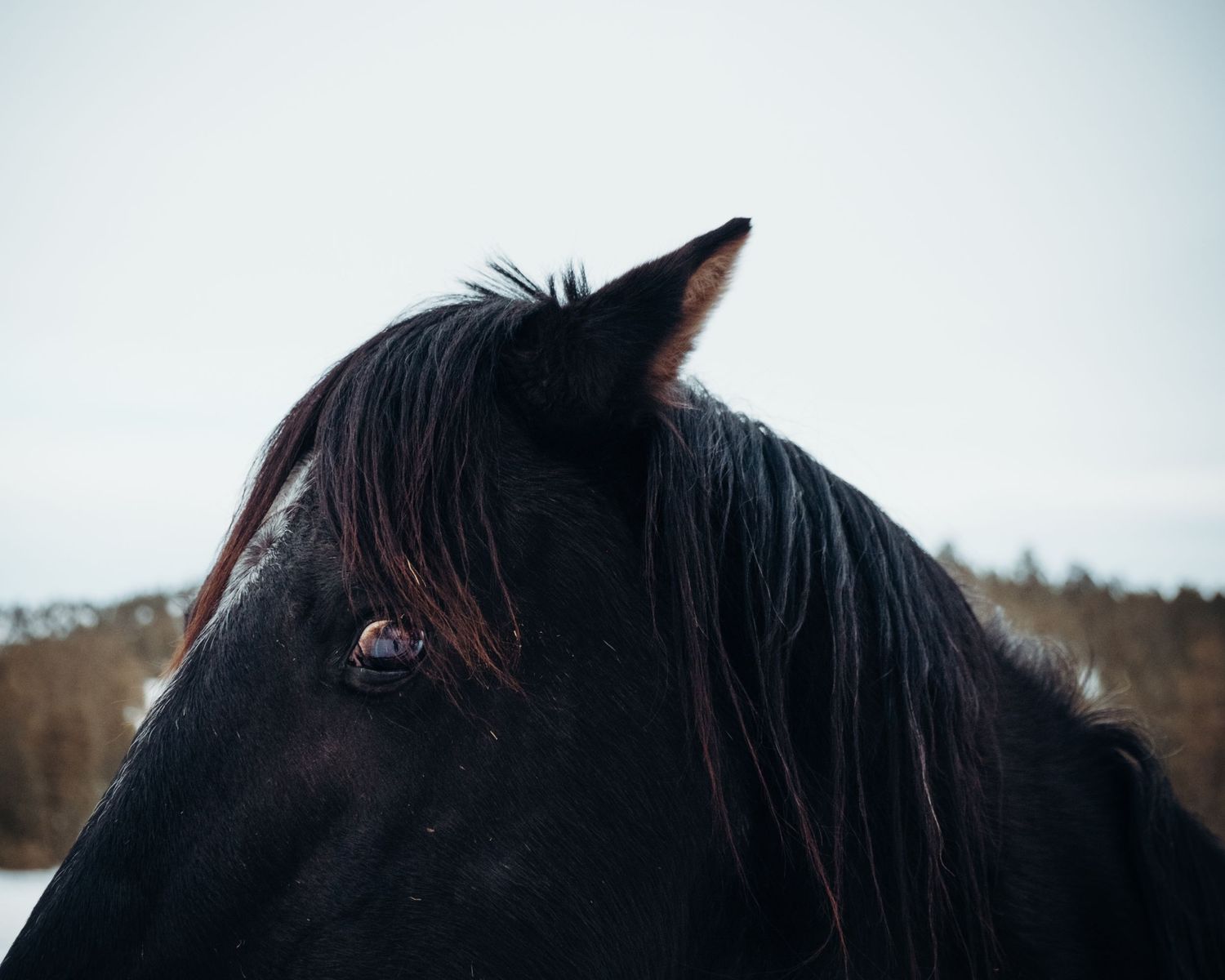 Close-up portrait of a black horse's head and eye against a blurred background.