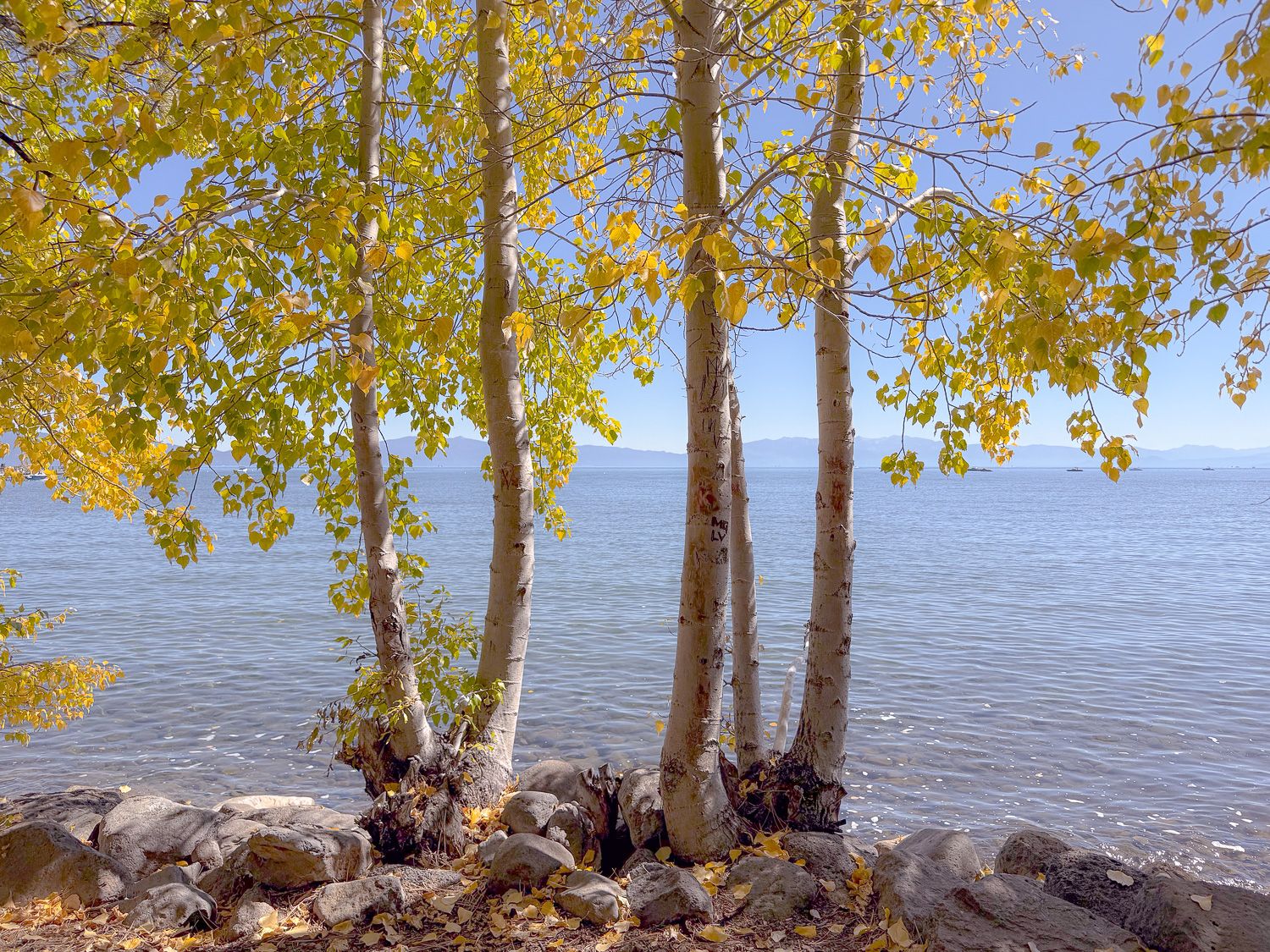 Aspen colors along the Lakefront Trail in Tahoe City by Cindy Tucey Photography