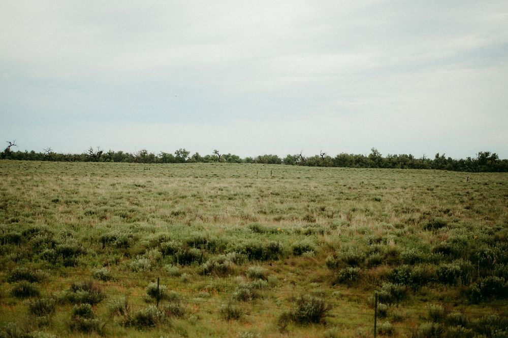 A vast open grassland prairie stretches to the horizon under an overcast sky with scattered shrubs and vegetation.