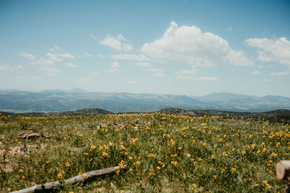 A scenic panoramic view of rolling hills covered in golden wildflowers under a bright blue sky with puffy white clouds.