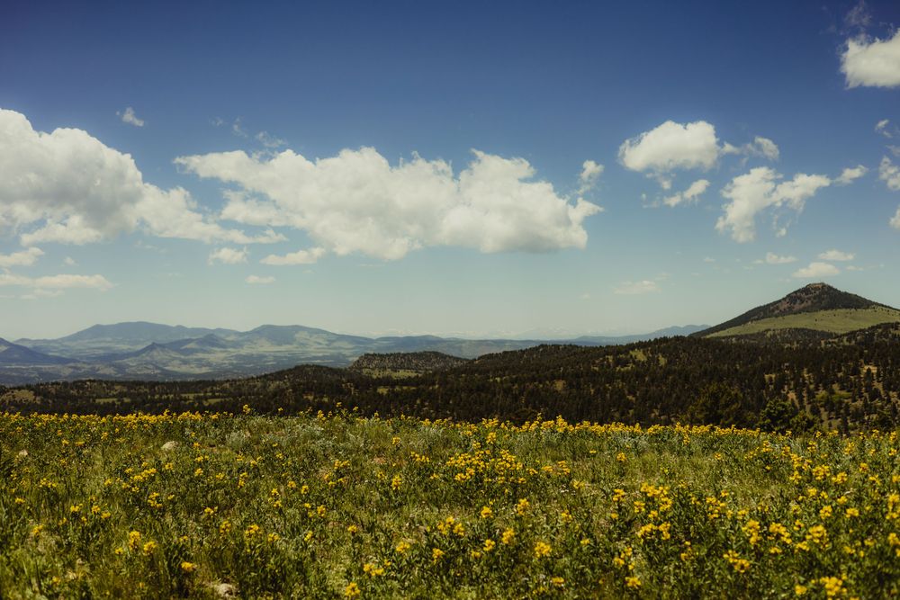 Yellow wildflowers bloom across a mountain meadow under puffy white clouds and blue summer sky in the distance.