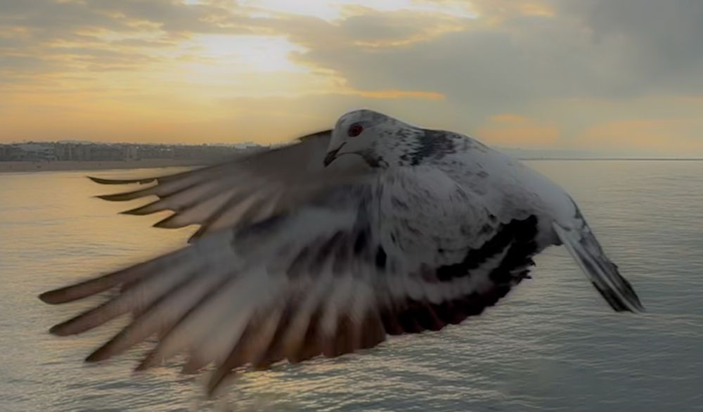 A pigeon spreads its wings majestically against a golden sunset over calm water.