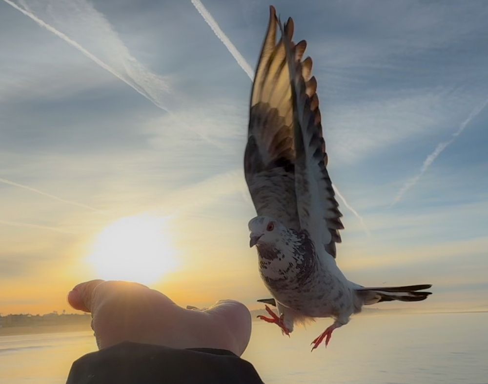 Pigeon landing on an outstretched arm at sunset with contrails in the sky.