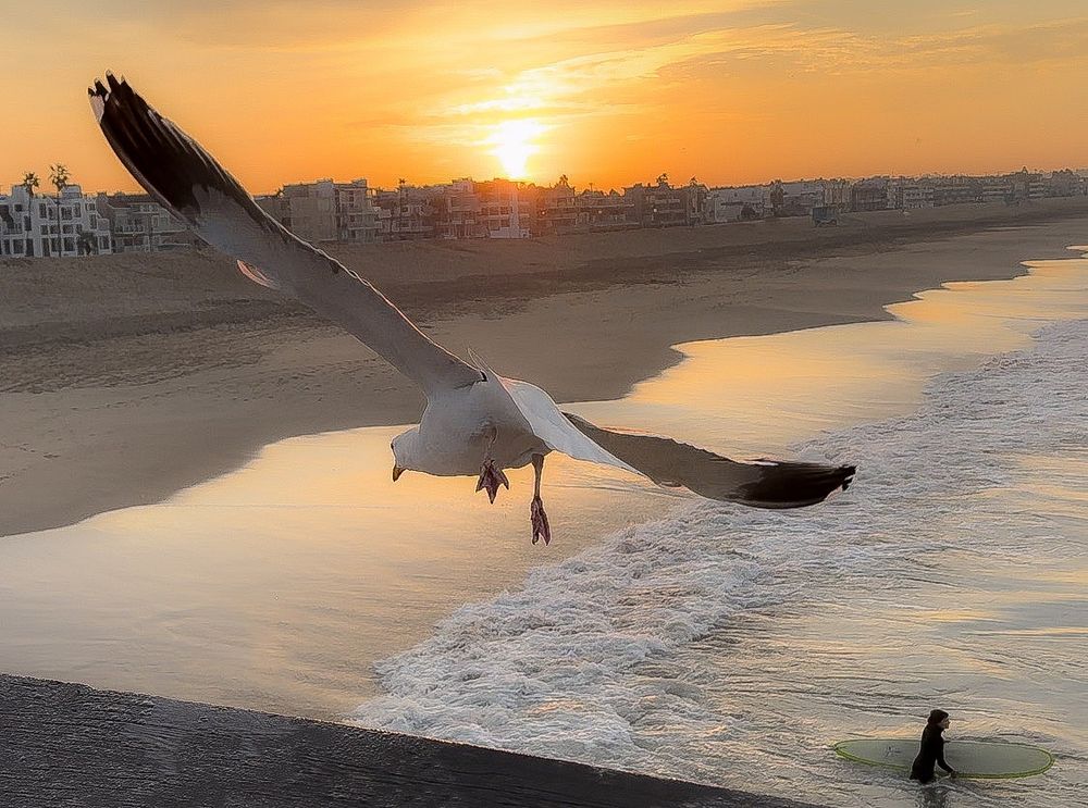 Seagull soaring over beach at sunset with silhouetted figures walking along shore.