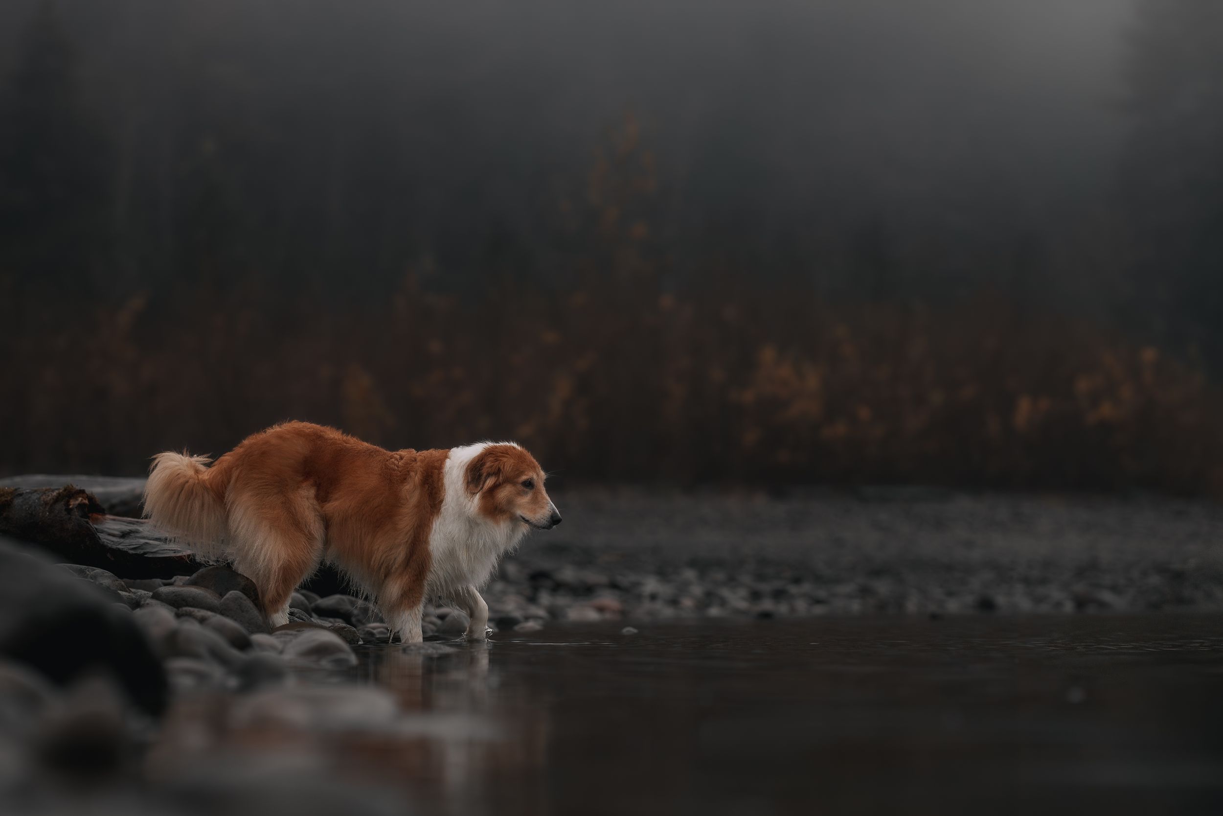 Collie entering the water in the PNW