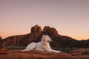 White Retriever laying on the red rocks in Sedona Arizona.