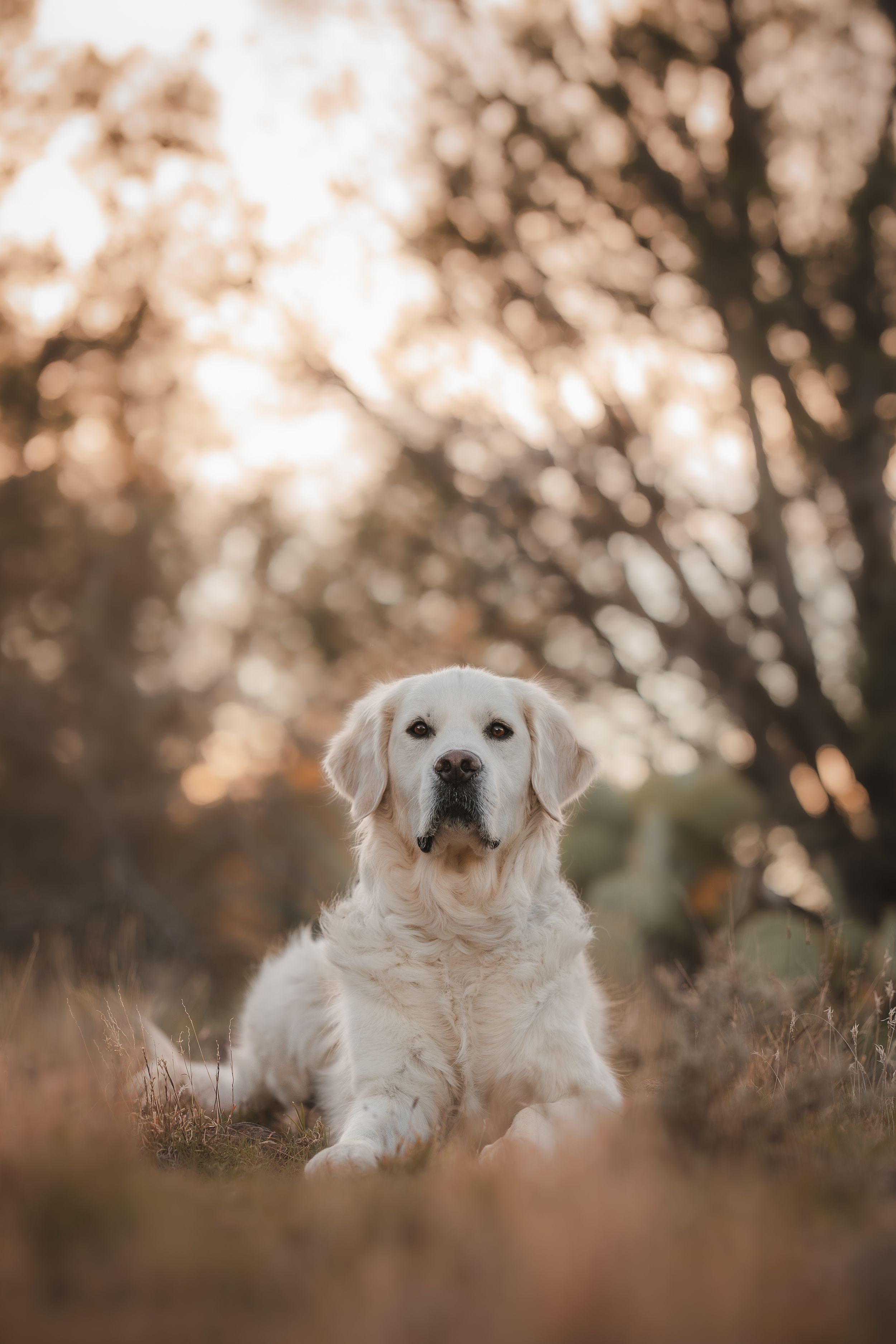 White cream retriever in Sedona