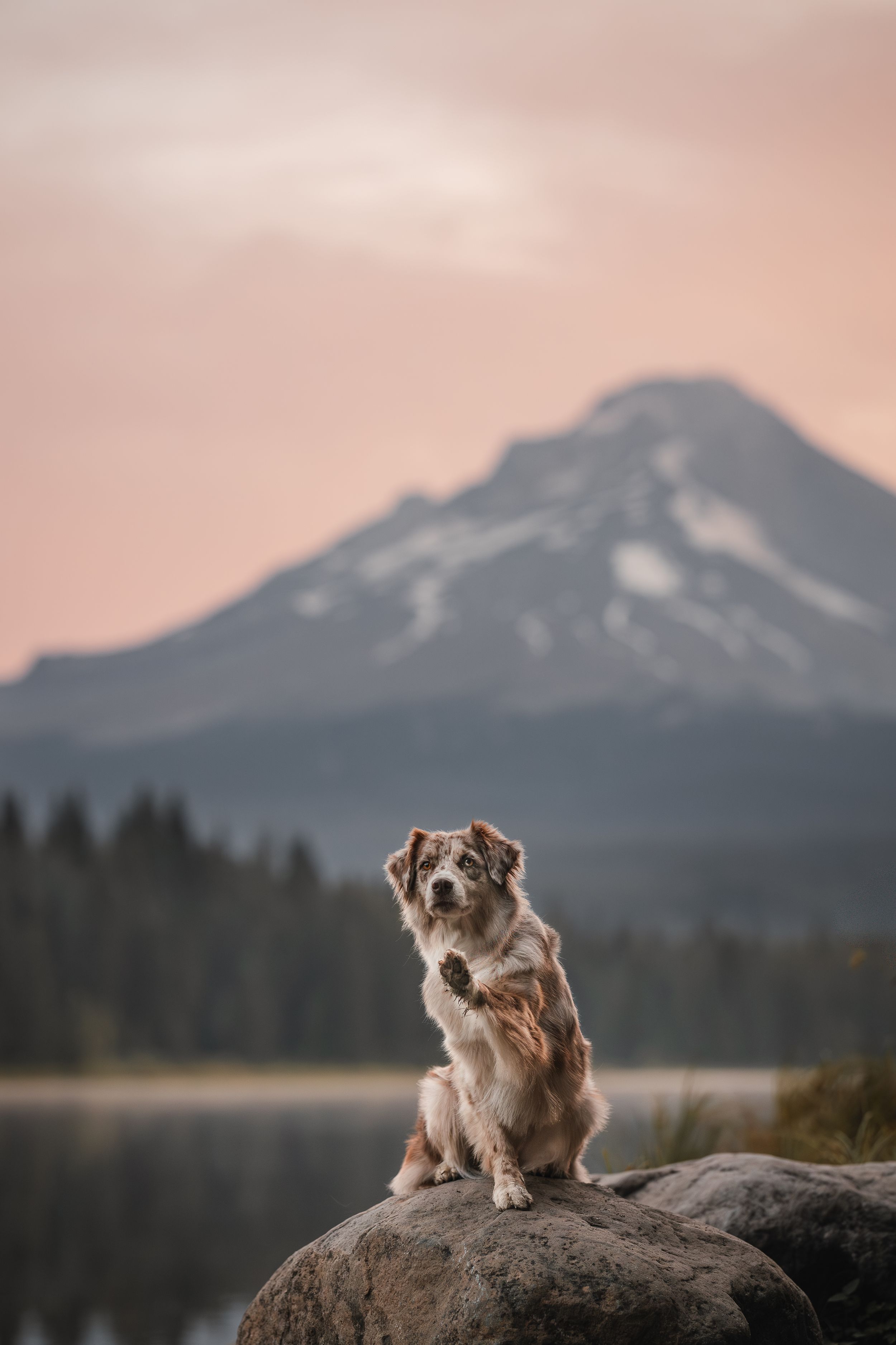 Australian Shepherd at Mt. Hood