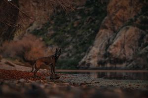 Belgian Malinios standing on a rock at the salt river in Arizona.