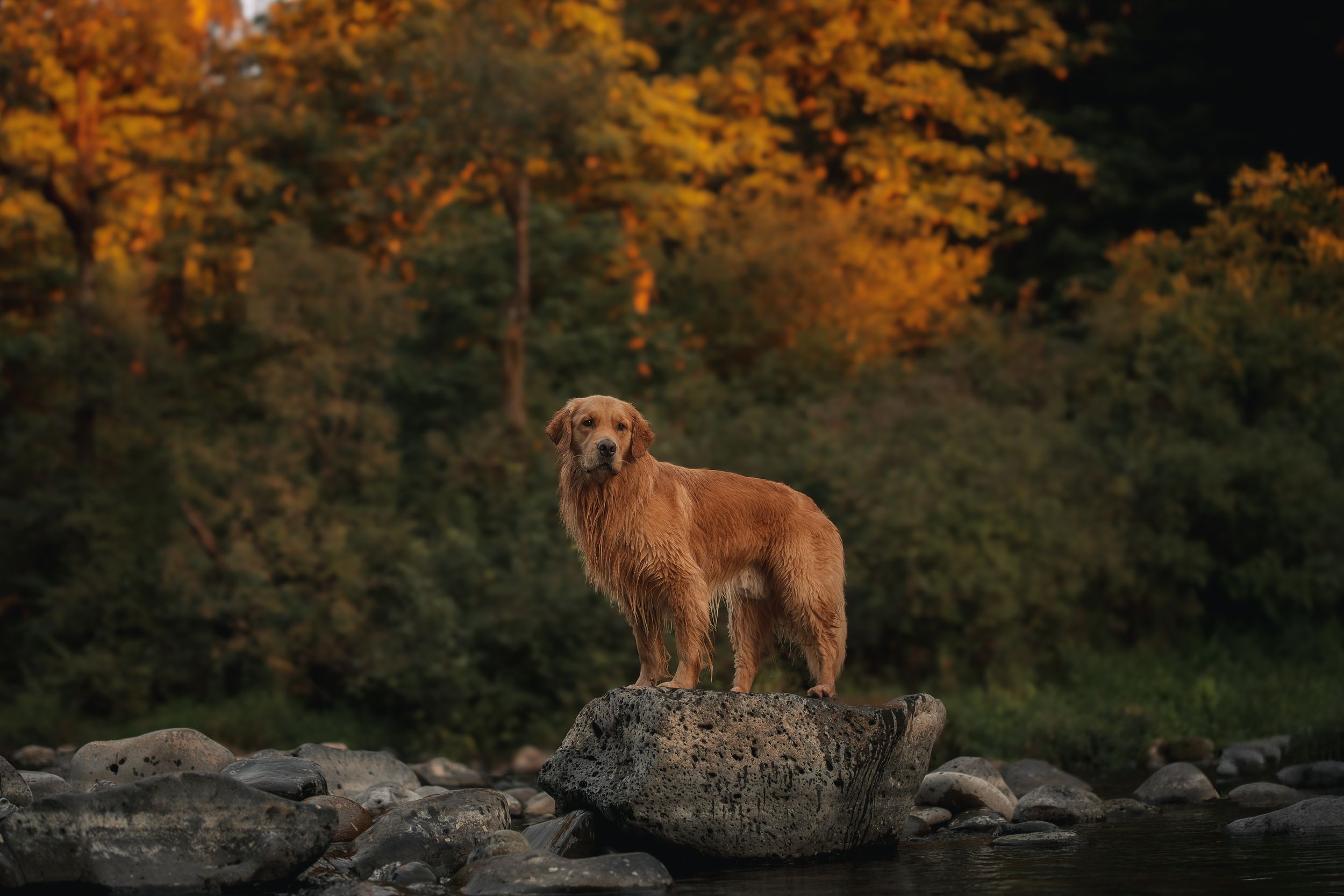 Golden Retriever standing on a rock at the river
