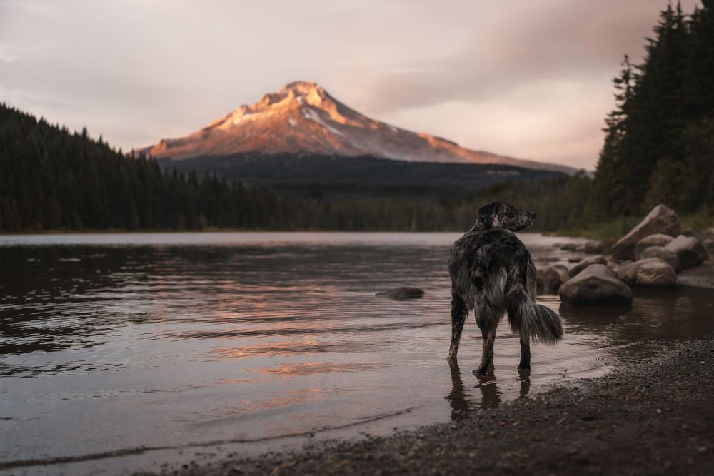 Australian shepherd in the water at Lake Trillium at Mt Hood.