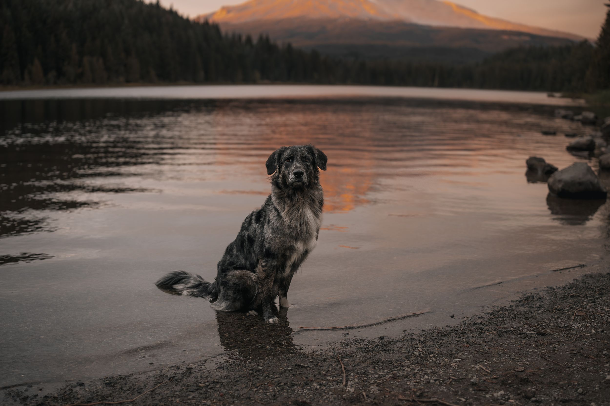 Australian Shepherd- Mt hood photographer - lake trillium at mt hood - dog photographer paw