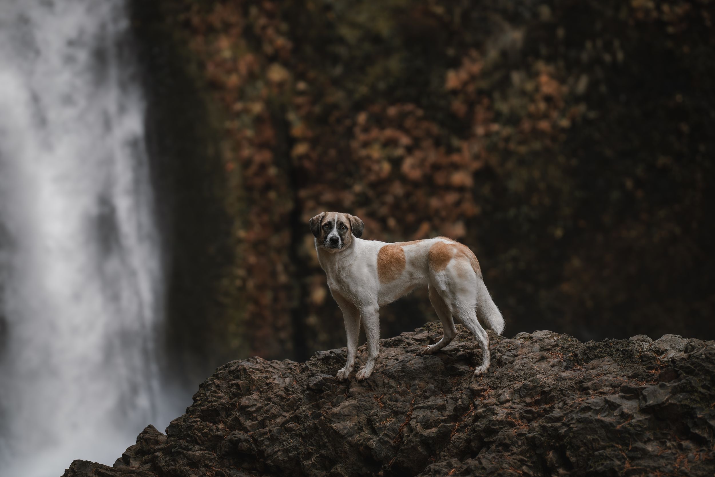 Shepherd at wahclelle falls in Oregon