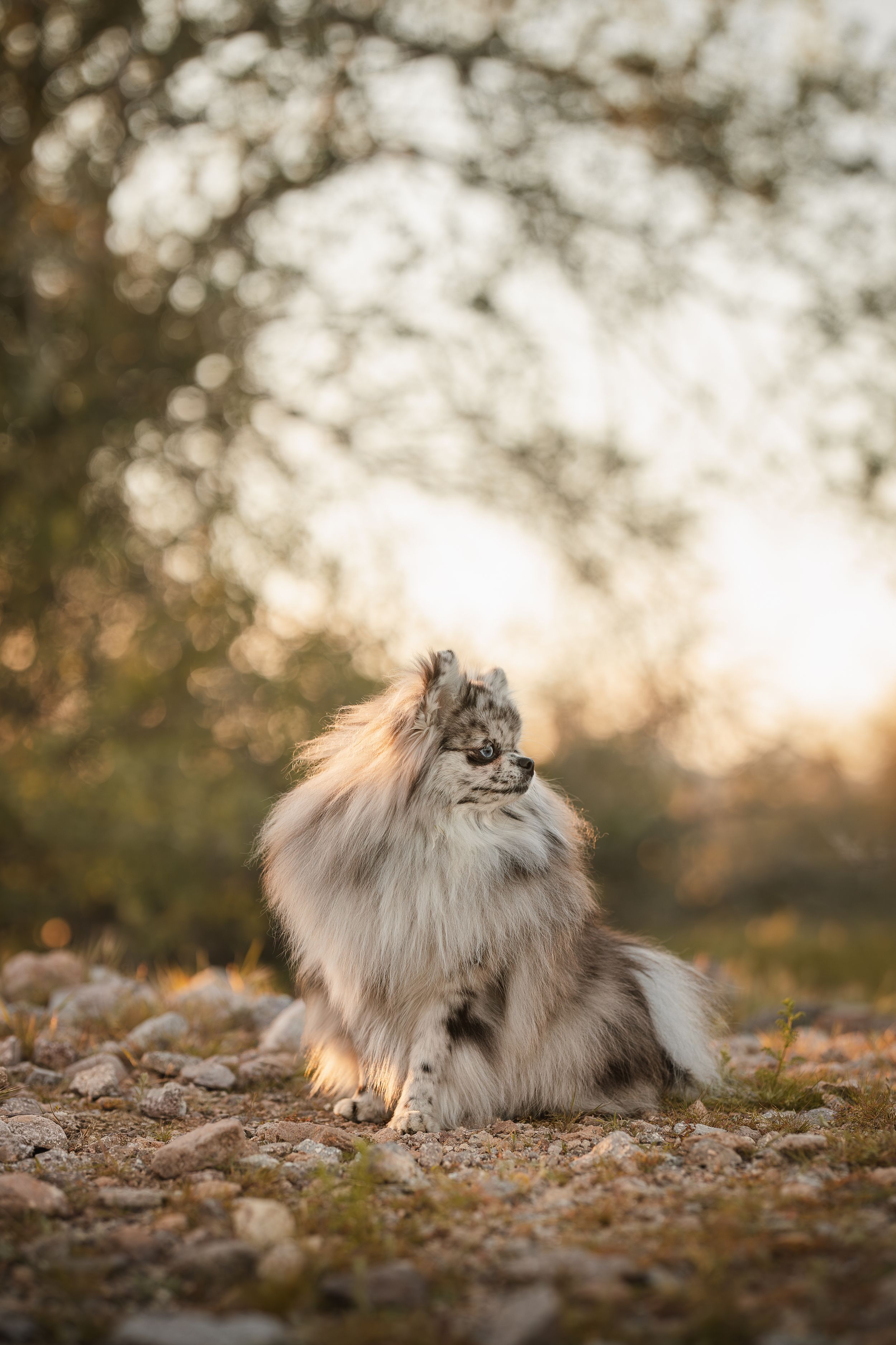 Pomeranian in Arizona