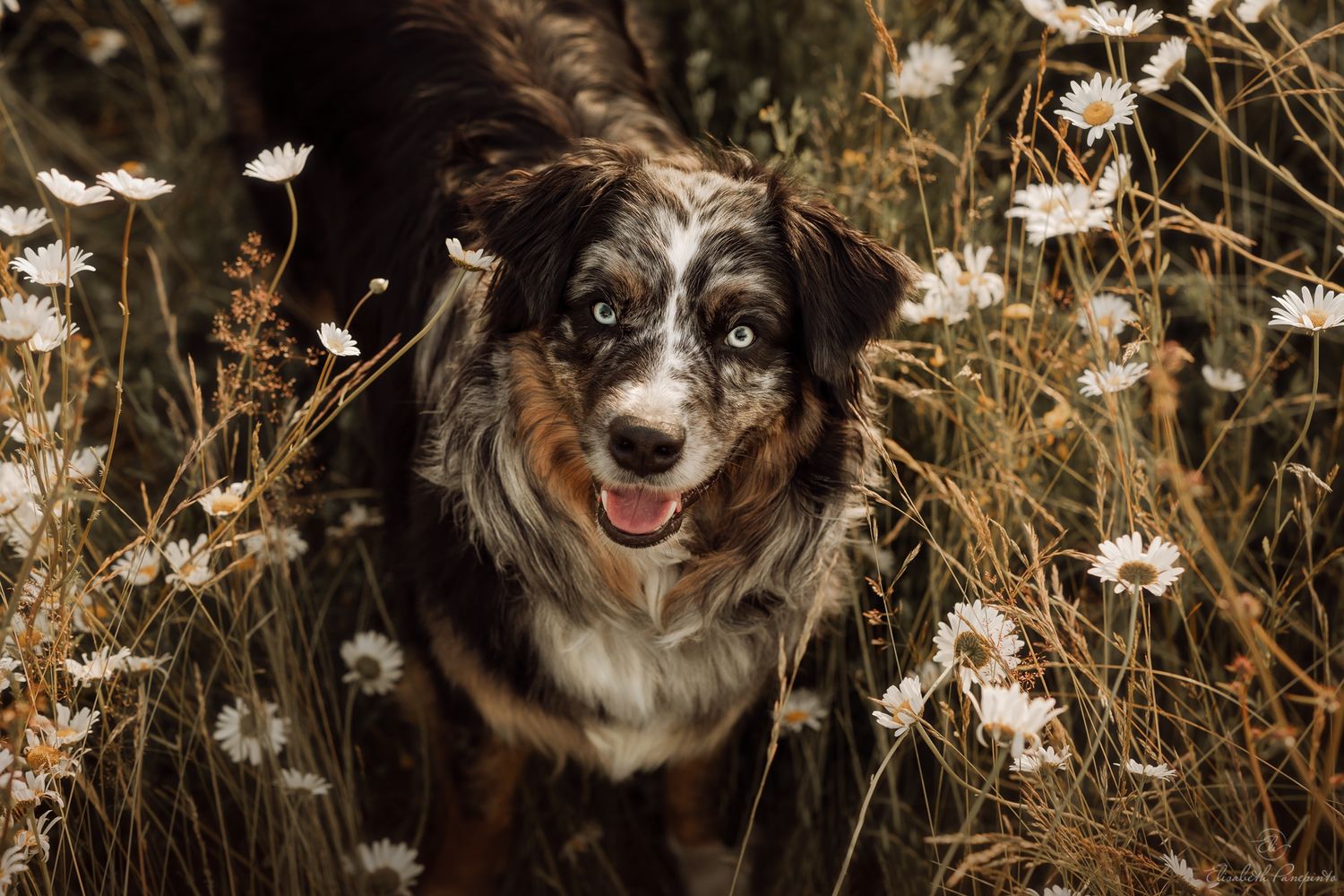 Photographe canin en Belgique. Photographie de chien en Belgique. Photographe animalière belge.