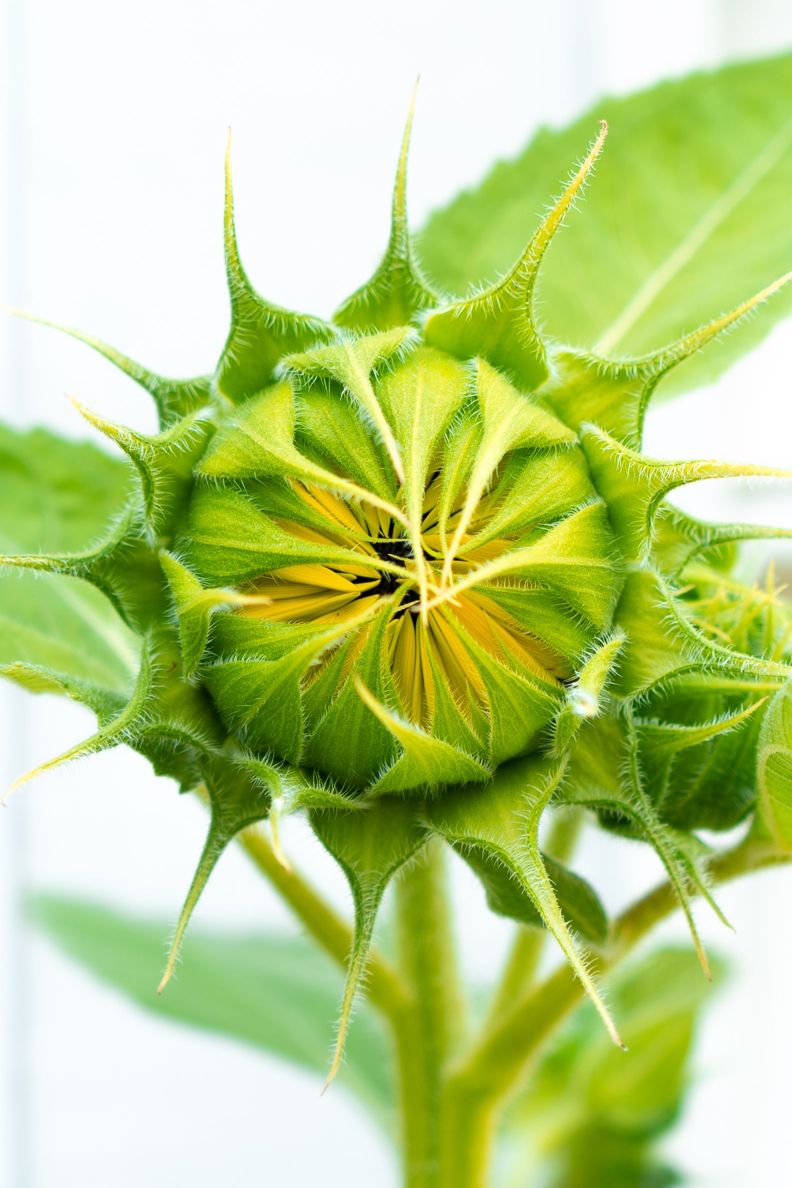 Close-up of an unopened sunflower bud with delicate green petals and spiky texture.