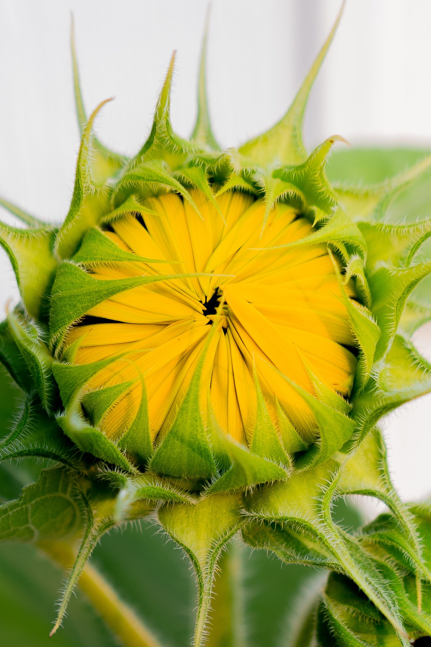 Time-lapse sequence shows a sunflower bud gradually opening its bright yellow petals against a light background.