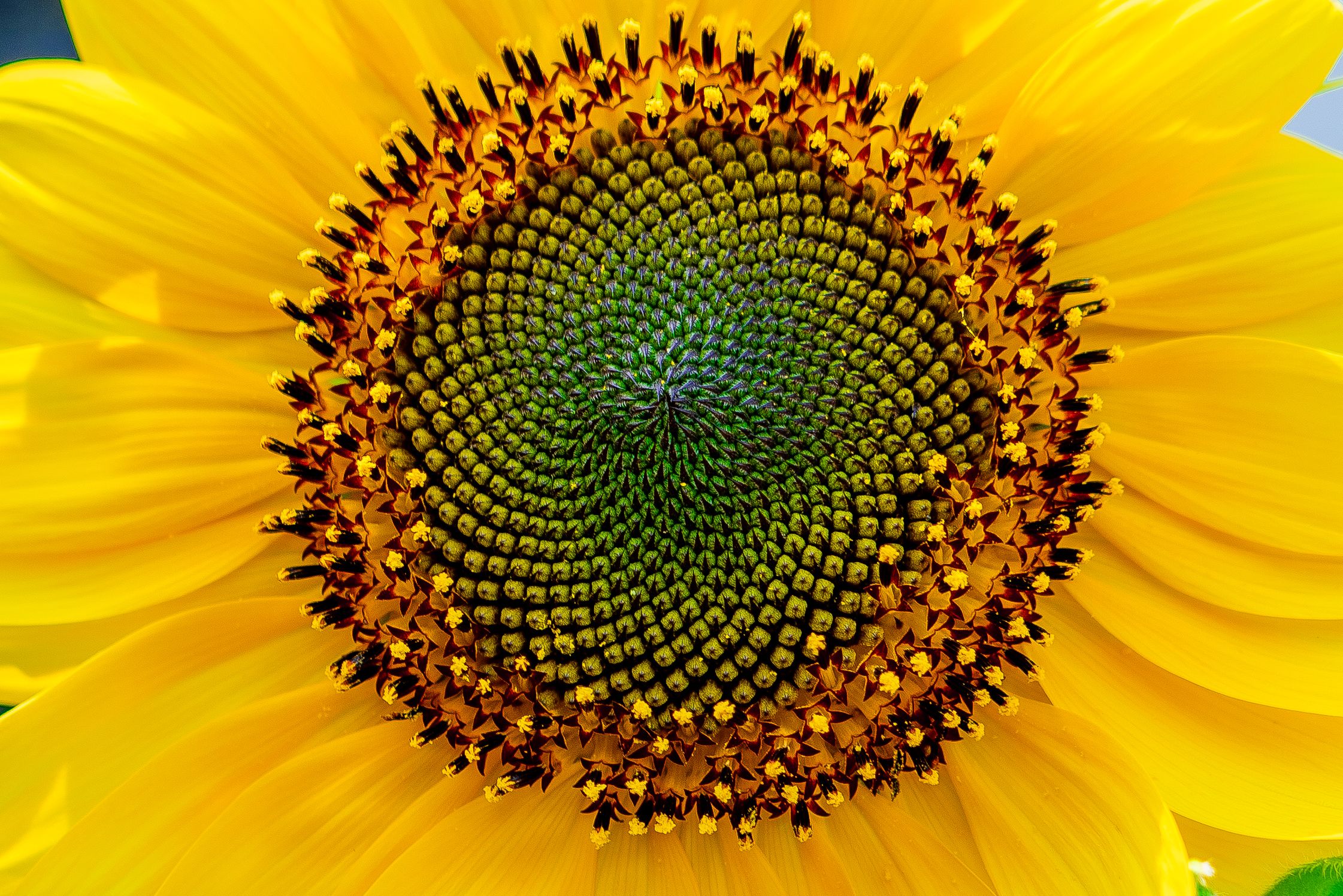 Detailed view of a sunflower's center displaying the mathematical Fibonacci spiral pattern in its seeds.