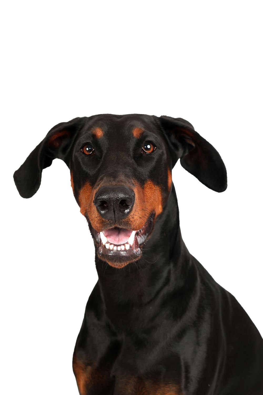 A black and tan Doberman Pinscher with floppy ears smiles at the camera against a white background.
