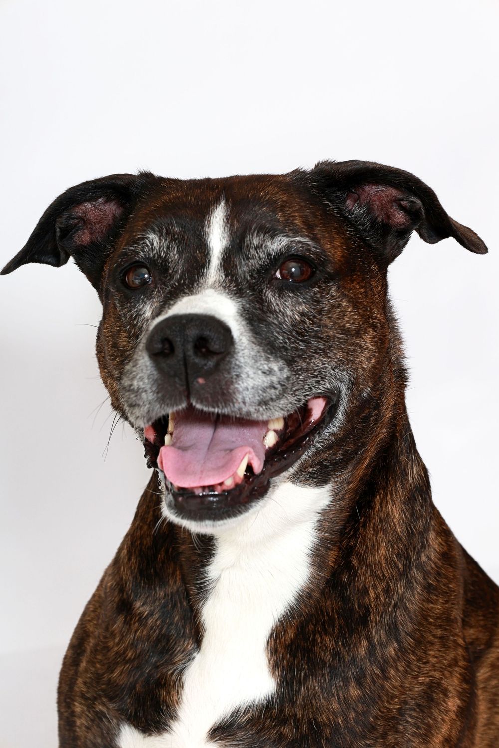 Close-up portraits of a brown and white dog showing various happy expressions.