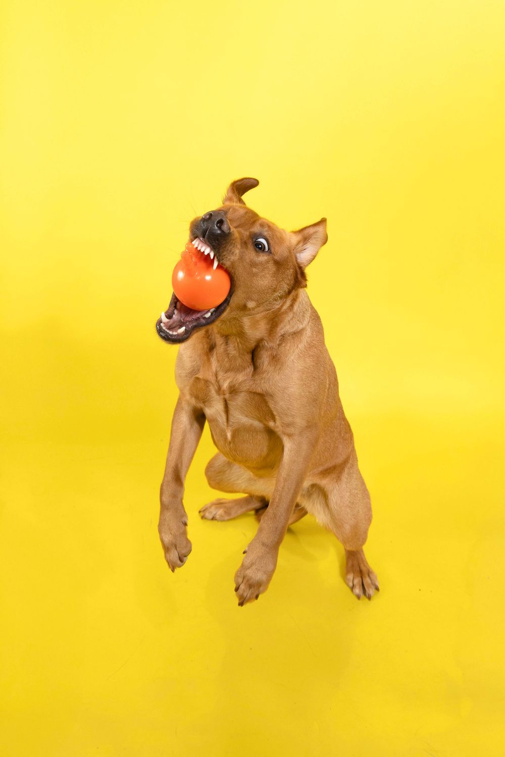 A playful brown dog jumps mid-air catching an orange ball toy against a bright yellow background.