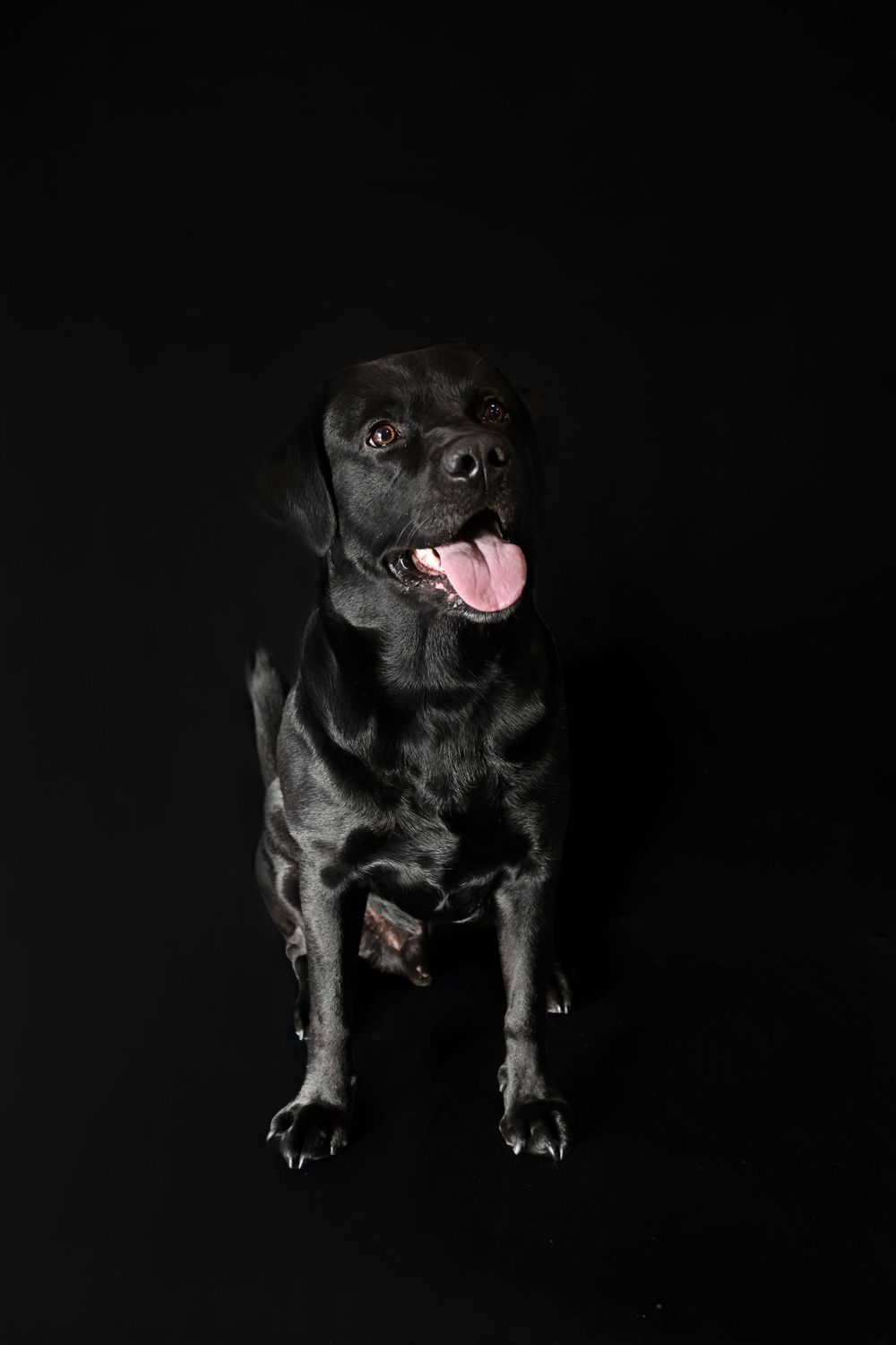 Black pug dog poses against dark background in dramatic lighting sequence showing different playful expressions.