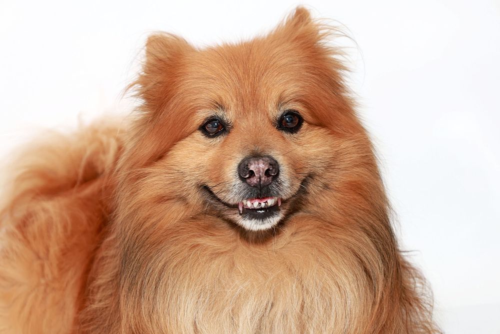 Series of close-up portraits showing a happy Pomeranian's smiling face.