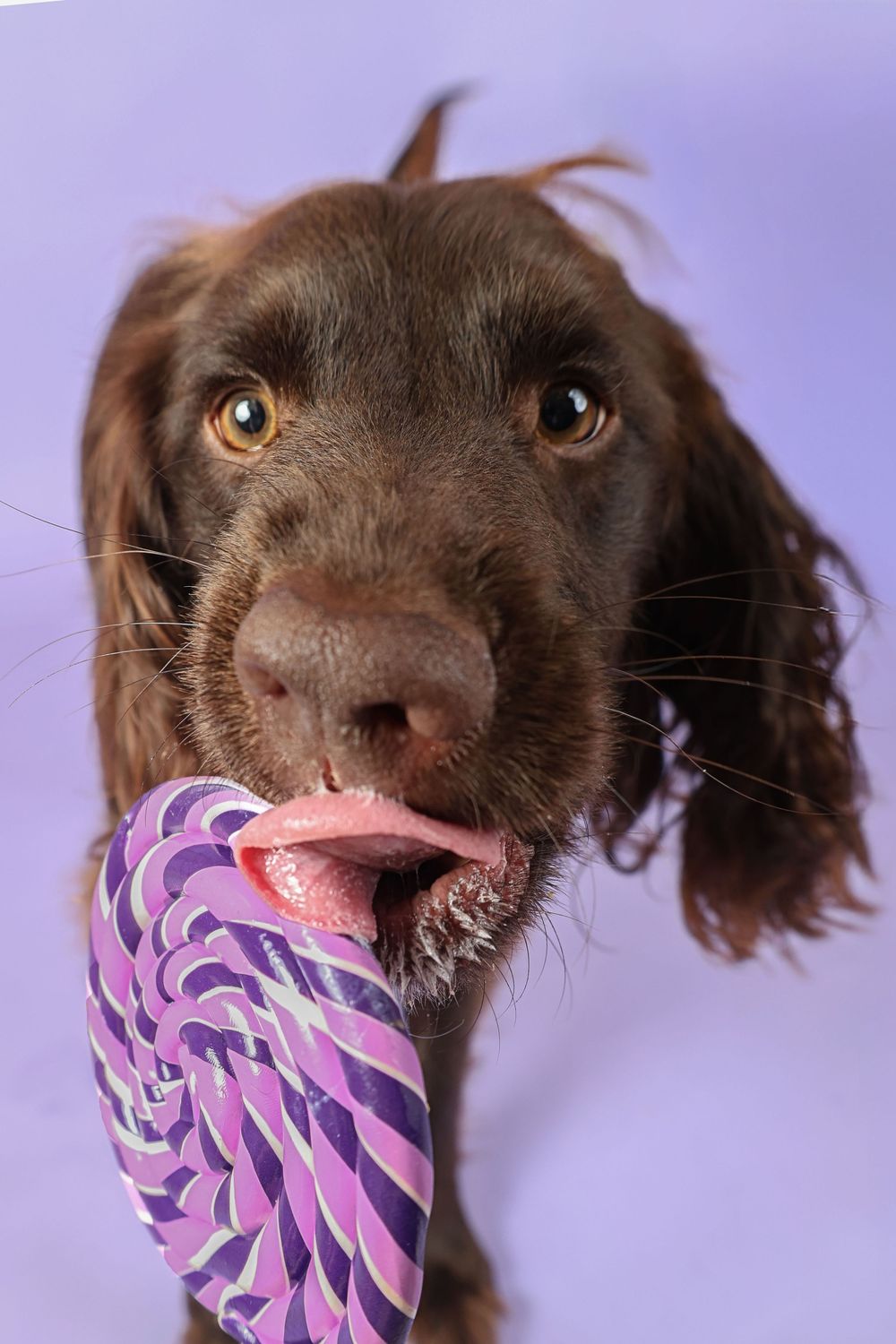 Chocolate spaniel puppy licking a purple and pink swirled lollipop against a lavender background.