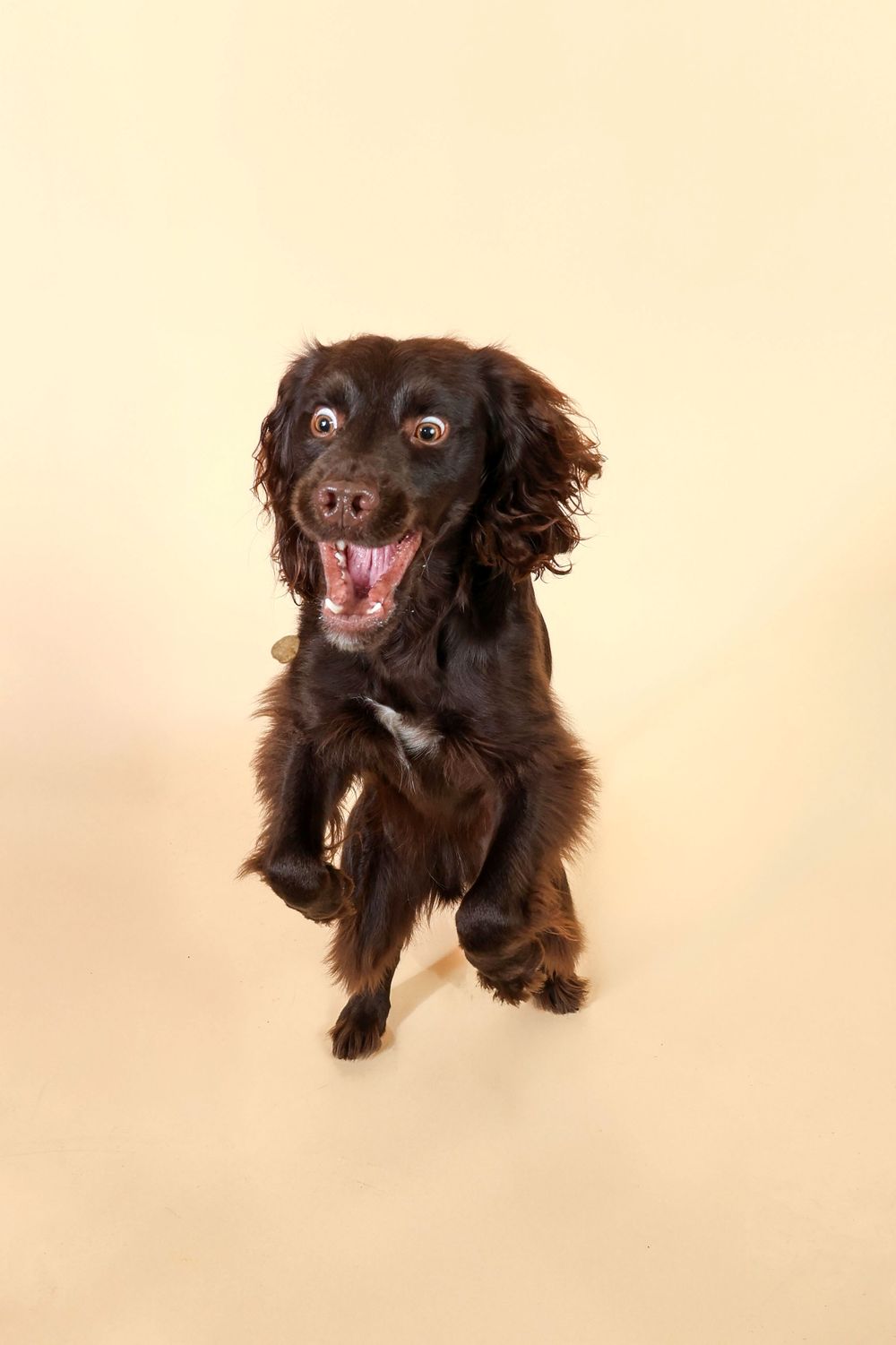 A small black dog with fluffy fur poses in multiple playful positions against a light beige background.
