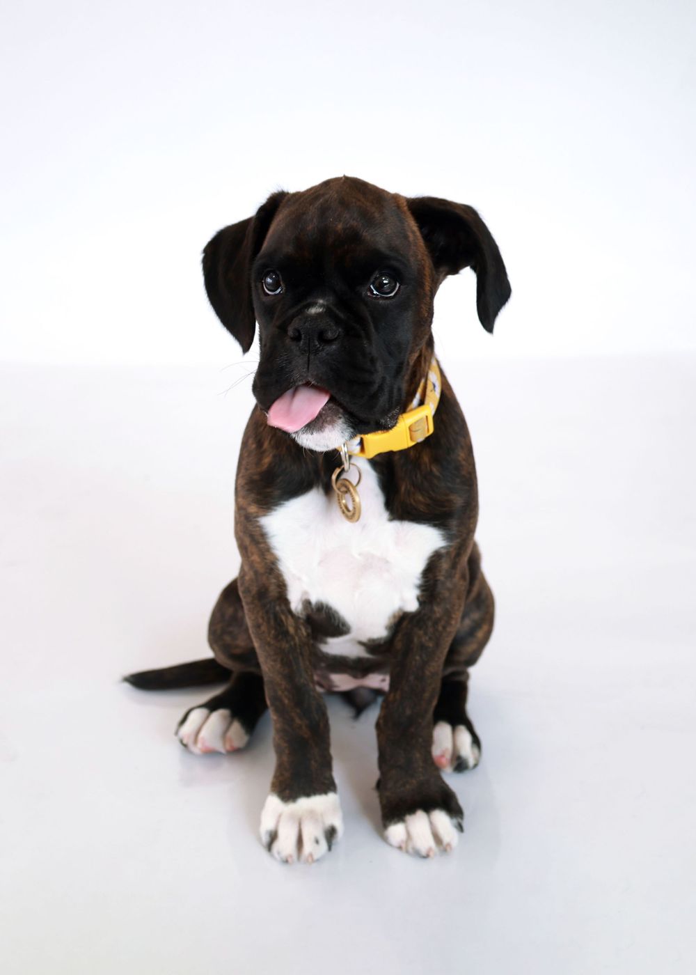 Adorable black and white boxer puppy sitting on a white background.