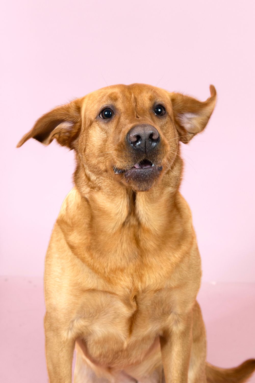 Golden brown dog makes a series of expressive faces showing different emotions against a pink background.