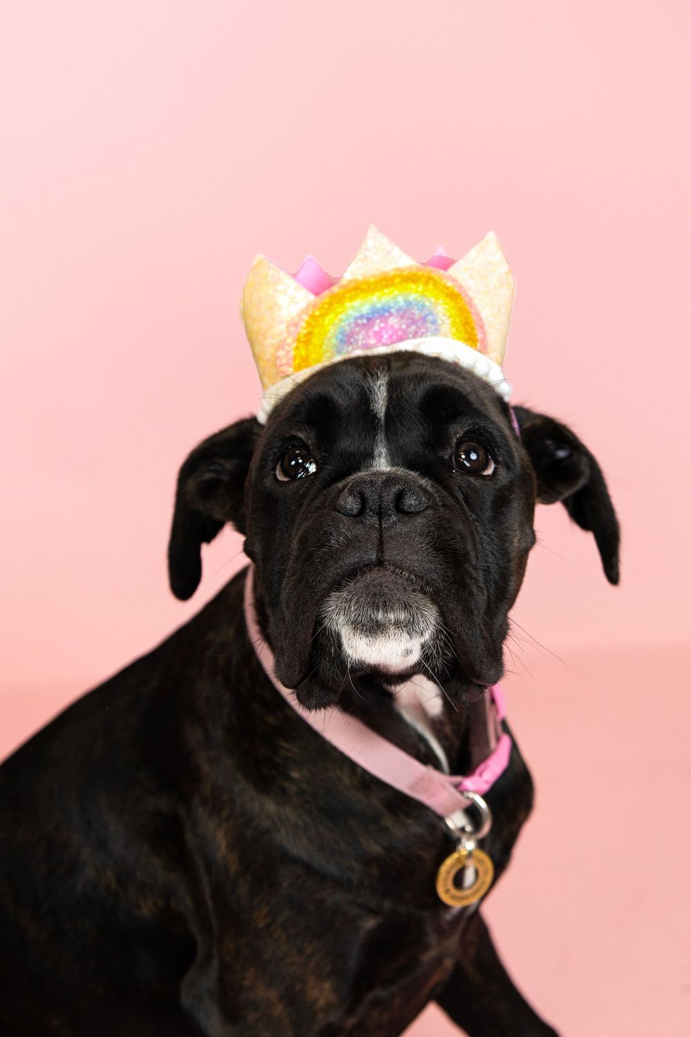 Black pug dog wearing a pink and yellow paper crown poses against pink background in four different expressions.