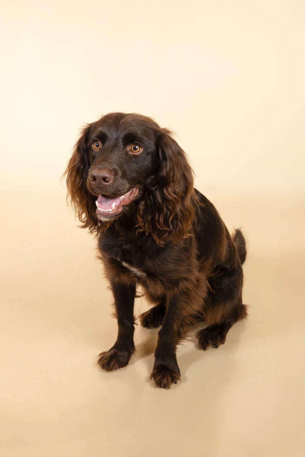 Dark brown Cocker Spaniel dog sitting upright with mouth open on a beige background.