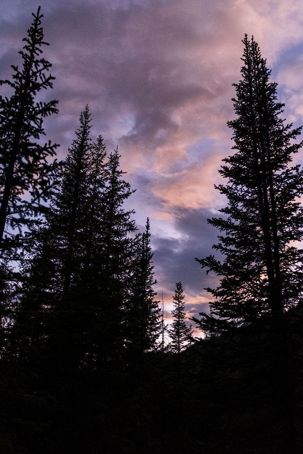 Silhouettes of tall evergreen trees against a dramatic purple and pink sunset sky with wispy clouds.