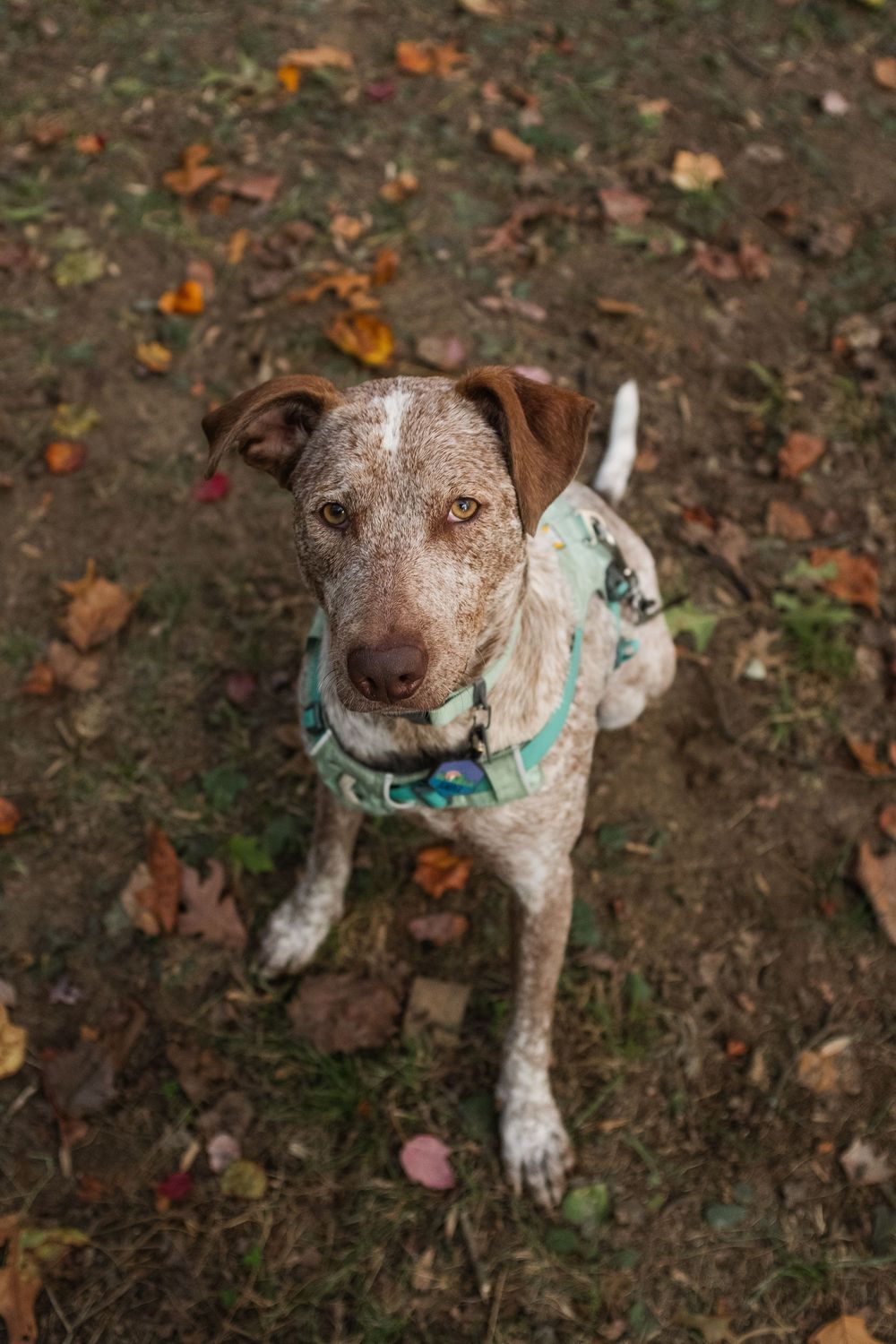 A brown and white dog wearing a turquoise collar looks down at fallen autumn leaves on the ground.