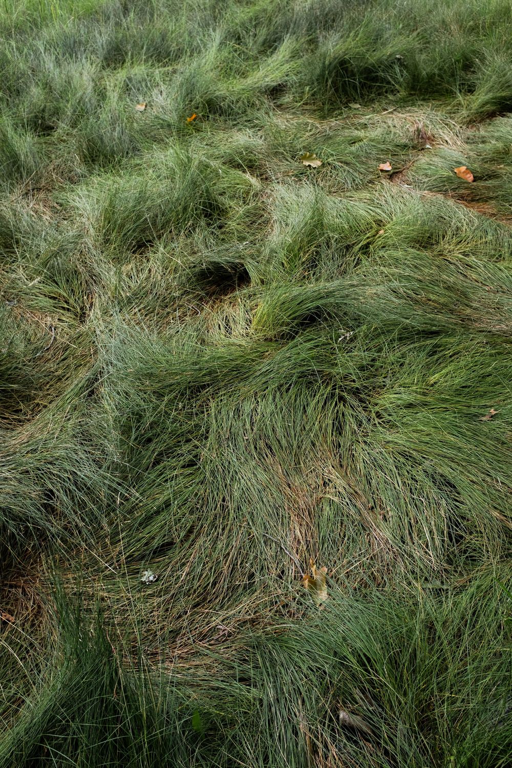Close-up view of tall green ornamental grass blades swaying in multiple connected images showing natural movement patterns.