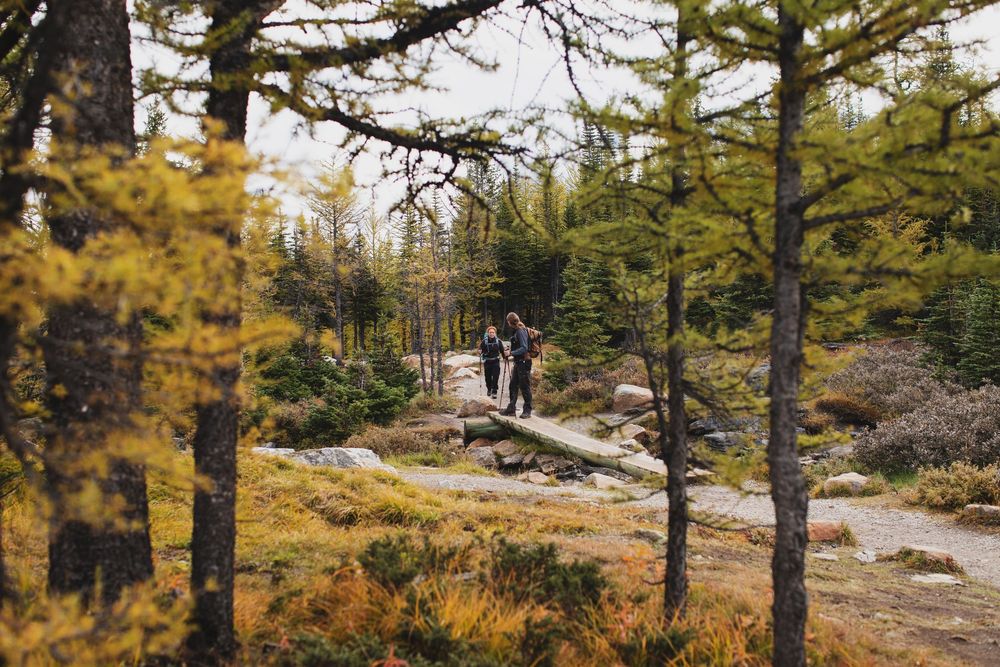 A winding forest trail covered in autumn foliage leads through tall evergreen trees on a misty day.