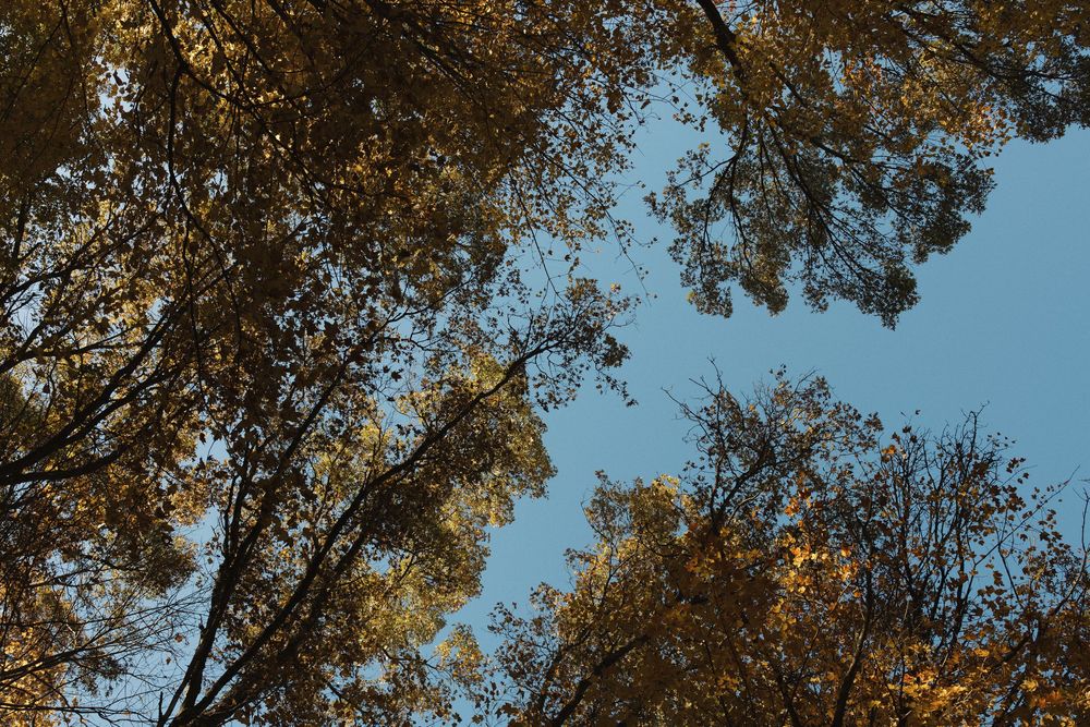 Looking up at golden autumn tree canopy against bright blue sky.