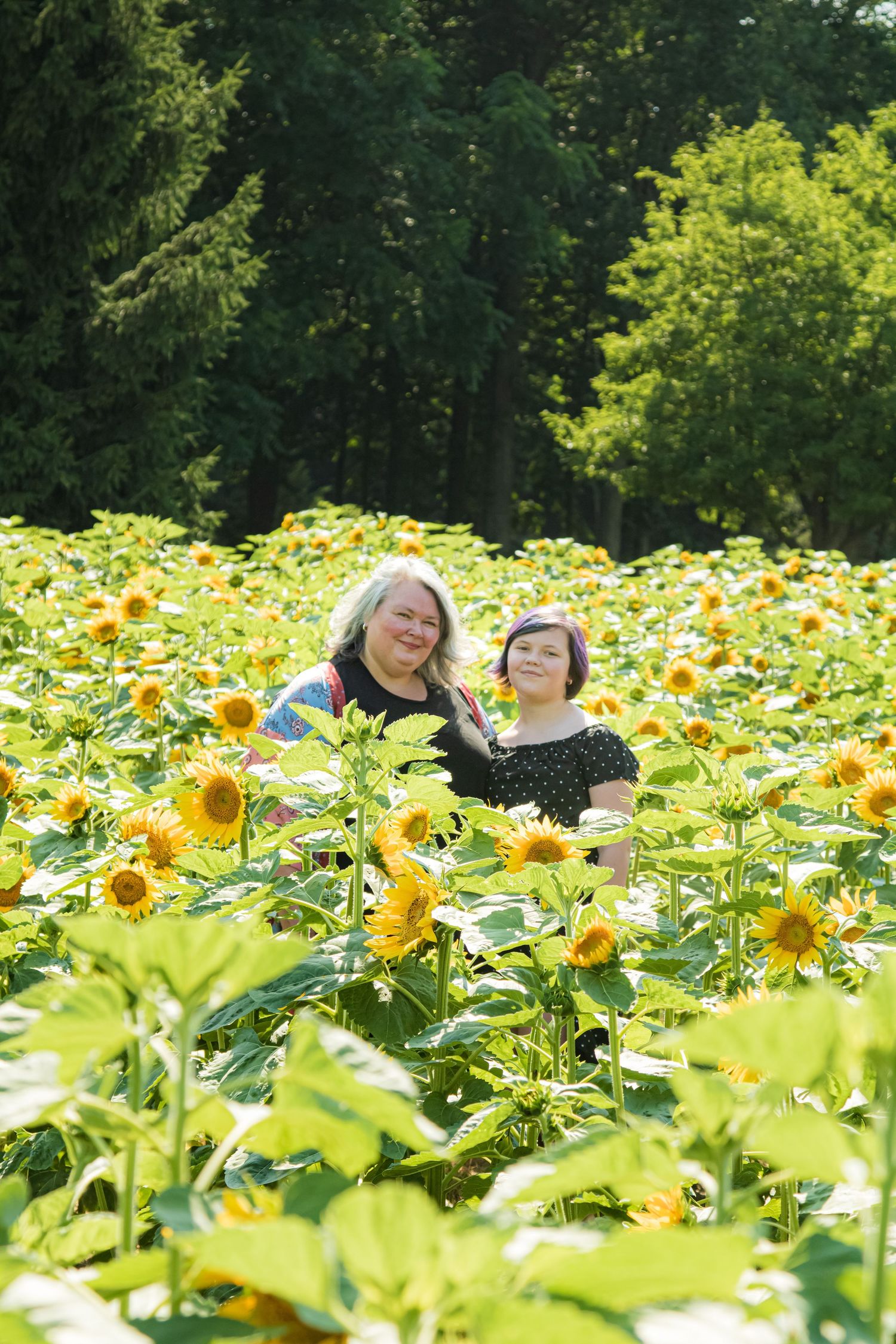 A beautiful field of bright yellow sunflowers stretches across a sunny summer landscape with trees in the background.