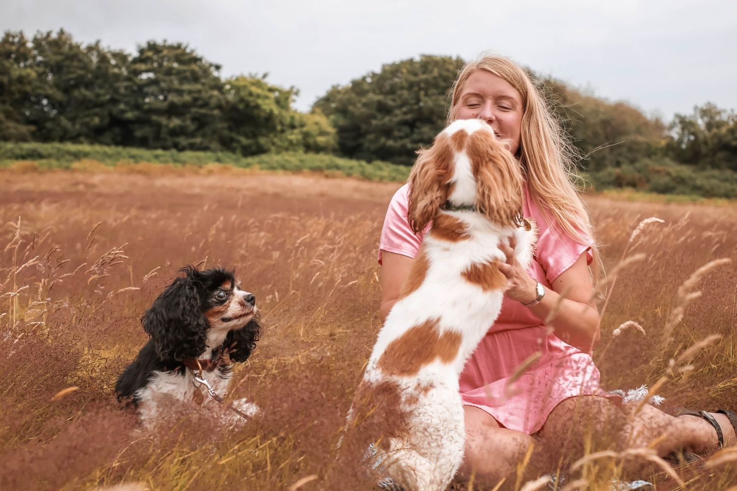 A person in a pink dress sits in a golden field with two playful dogs among tall grass and wheat stalks.