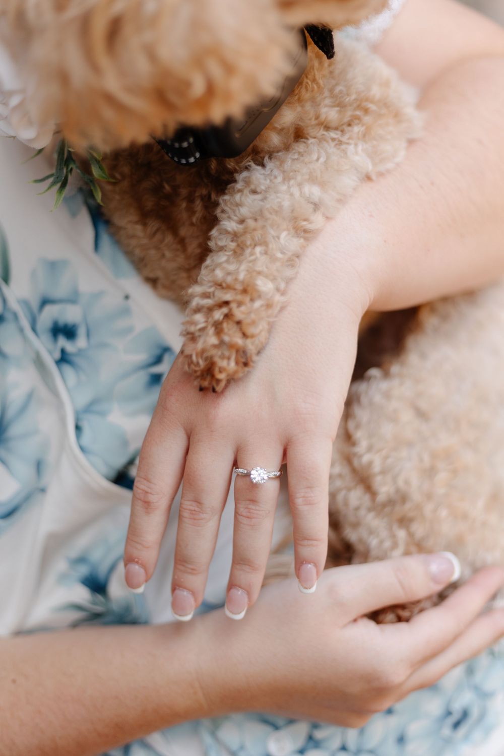 Close-up view of hands holding a small brown poodle puppy against a light blue background.
