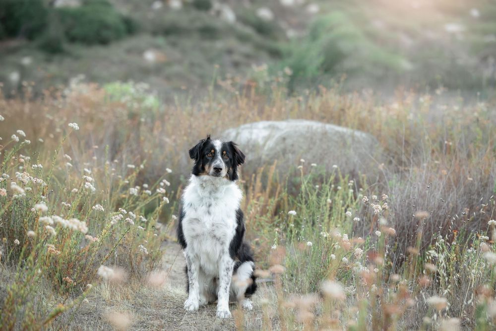 A Border Collie dog stands attentively in a meadow filled with wildflowers and tall grass.