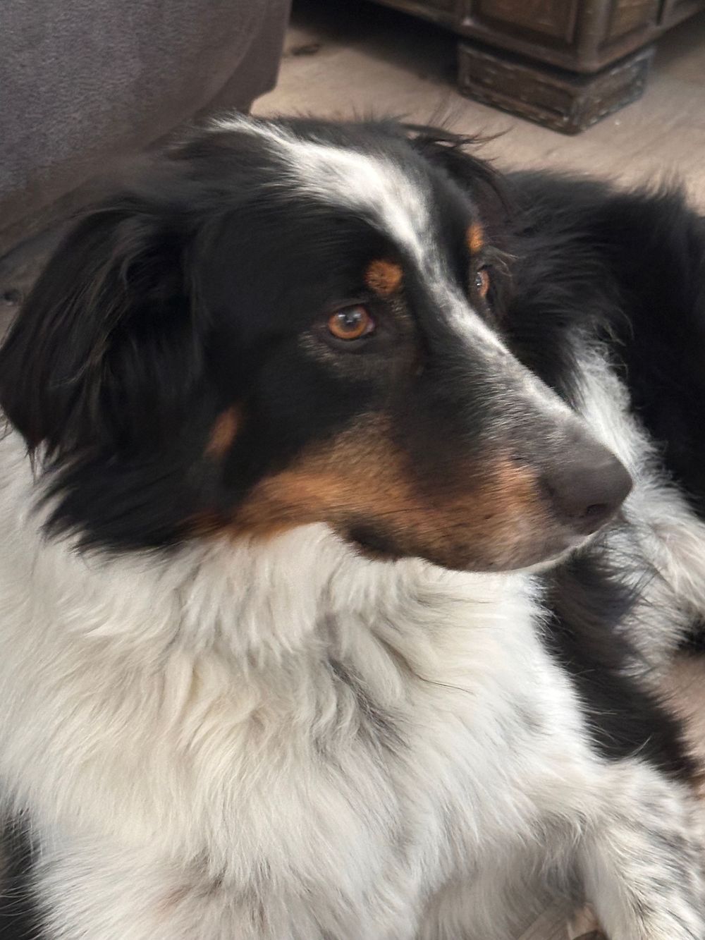 A black and white Australian Shepherd dog with tri-colored markings rests while looking off into the distance.